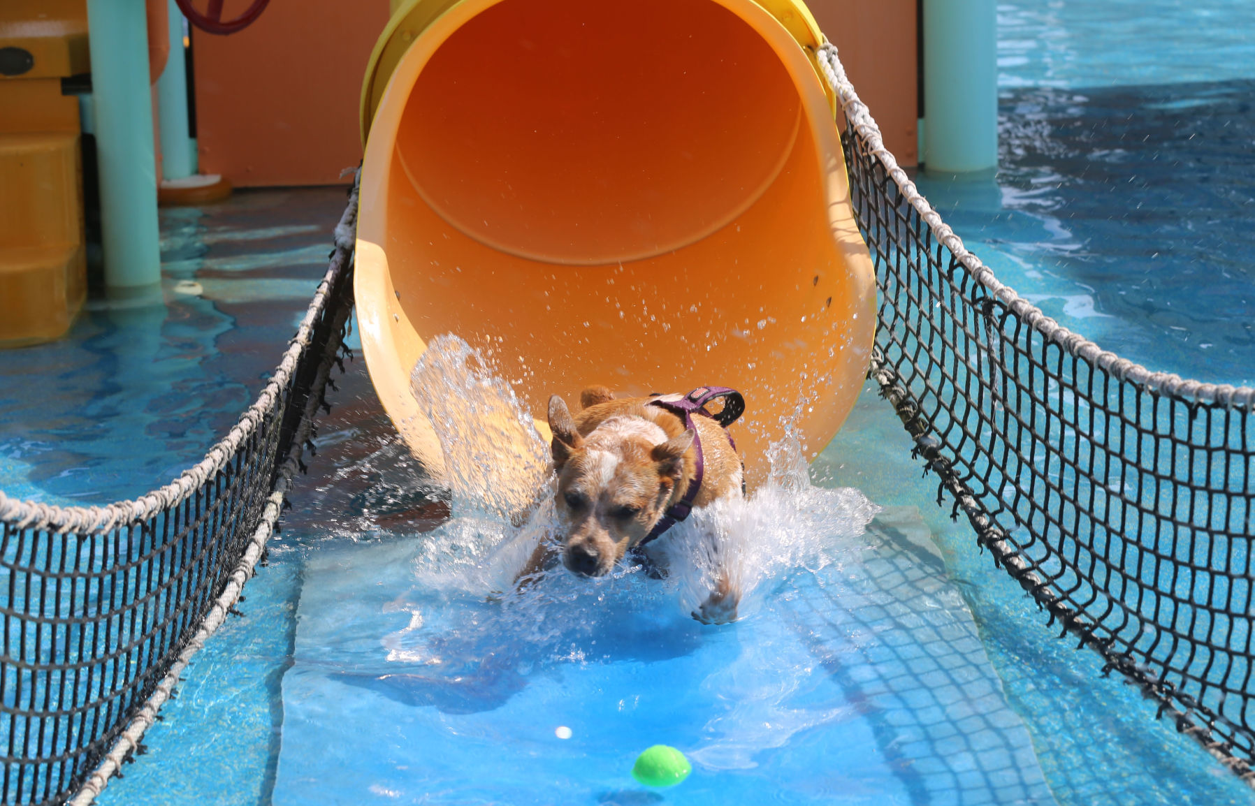 090919_gal_WWdogs (39)